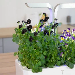 Véritable® garden with focus on black pansy