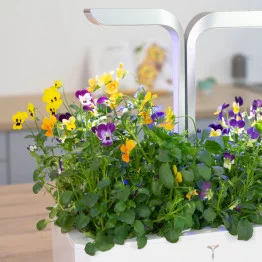 Véritable® garden with focus on Mixed colors pansy