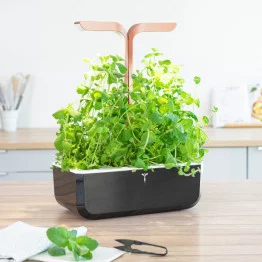 SPEARMINT LINGOT®| VERITABLE® GARDEN | INDOOR GARDEN