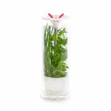 Glass herb keeper