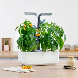 Organic Mini yellow bell pepper Lingot® - Véritable® Indoor Garden