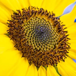 Gros plan sur le cœur d'un tournesol nain