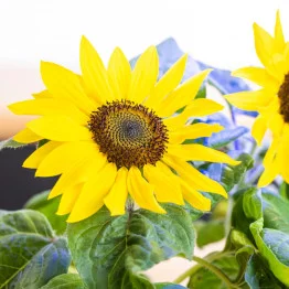 Détail d'un tournesol nain