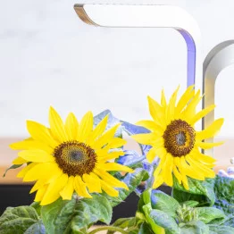 Détail de tournesols nains dans un potager Véritable®