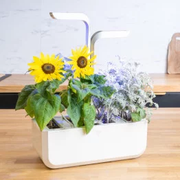 Tournesol nain dans un potager Véritable®