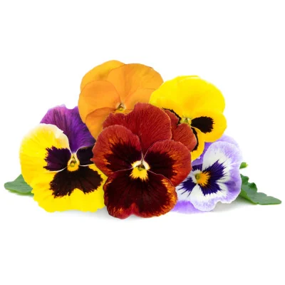 Garden Pansy mix Lingot®