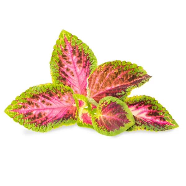 Pink painted nettle leaves