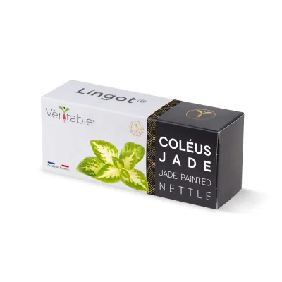 Lingot® Coléus Jade