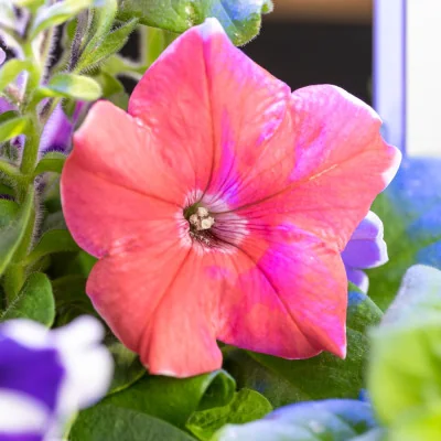 Giant Petunia flower