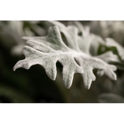 Dusty Miller leave