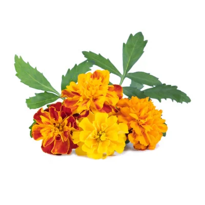 Marigold Lingot®