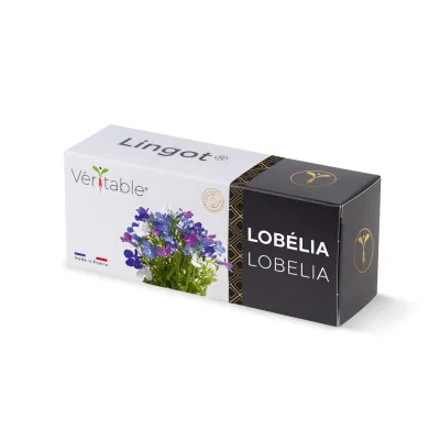 Lingot® Lobélia