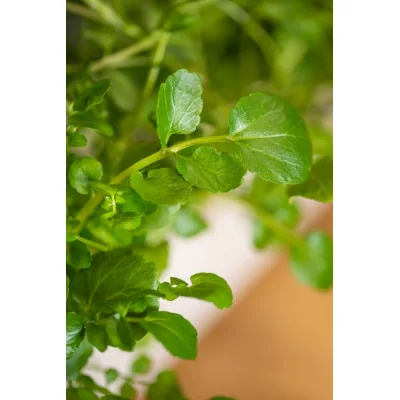 Organic Watercress Lingot® focus