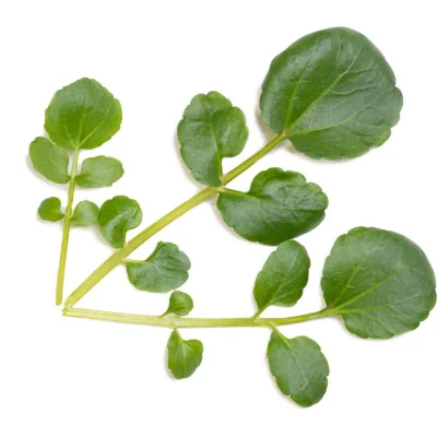 Organic Watercress Lingot®