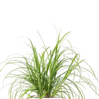 CAT GRASS CYPERUS LINGOT® | VERITABLE® GARDEN | INDOOR GARDEN