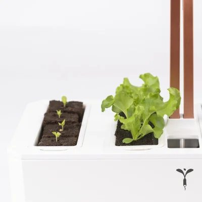 prepare your lettuce seedlings by protecting them from pests