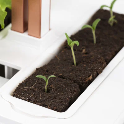 A seedling basket can hold 4 growing cubes