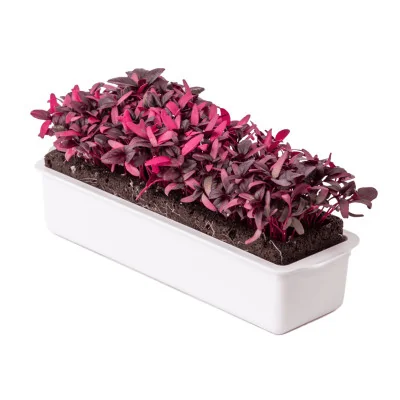 Seedling and microgreens baskets - Microgreens with Amaranth Lingot