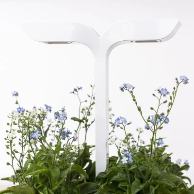 FORGET-ME-NOT LINGOT®| VERITABLE® GARDEN | INDOOR GARDEN