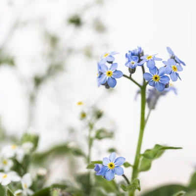 FORGET-ME-NOT LINGOT®| VERITABLE® GARDEN | INDOOR GARDEN