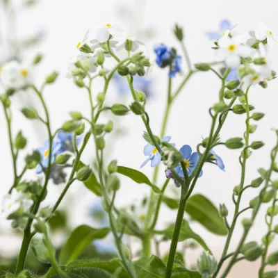 FORGET-ME-NOT LINGOT®| VERITABLE® GARDEN | INDOOR GARDEN