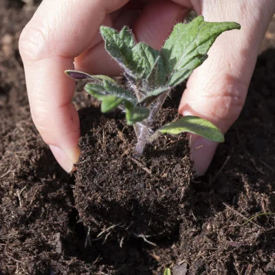 All you have to do now is plant again as soon as the sun comes out.