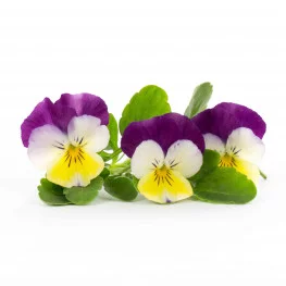 Pansy Lingot