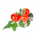 Lingot Tomate Cerise