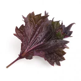 Organic red shiso leaf