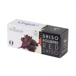 Organic Red shiso Lingot®