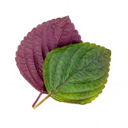 Two tone shiso leaves