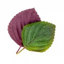 Two tone shiso leaves