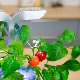 Mini red bell pepper Lingot® | VERITABLE® GARDEN | INDOOR GARDEN