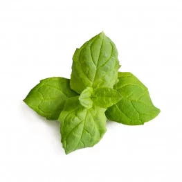 Organic Moroccan Mint leaves