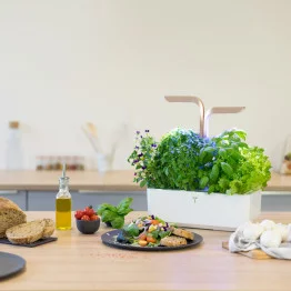 Potager Véritable® CONNECT Moonlight Gold avec une salade d'été