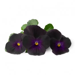 Black Pansy flowers