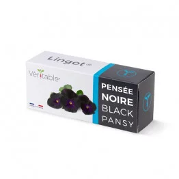 Black Pansy Lingot®