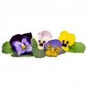 Mixed colors pansy flowers