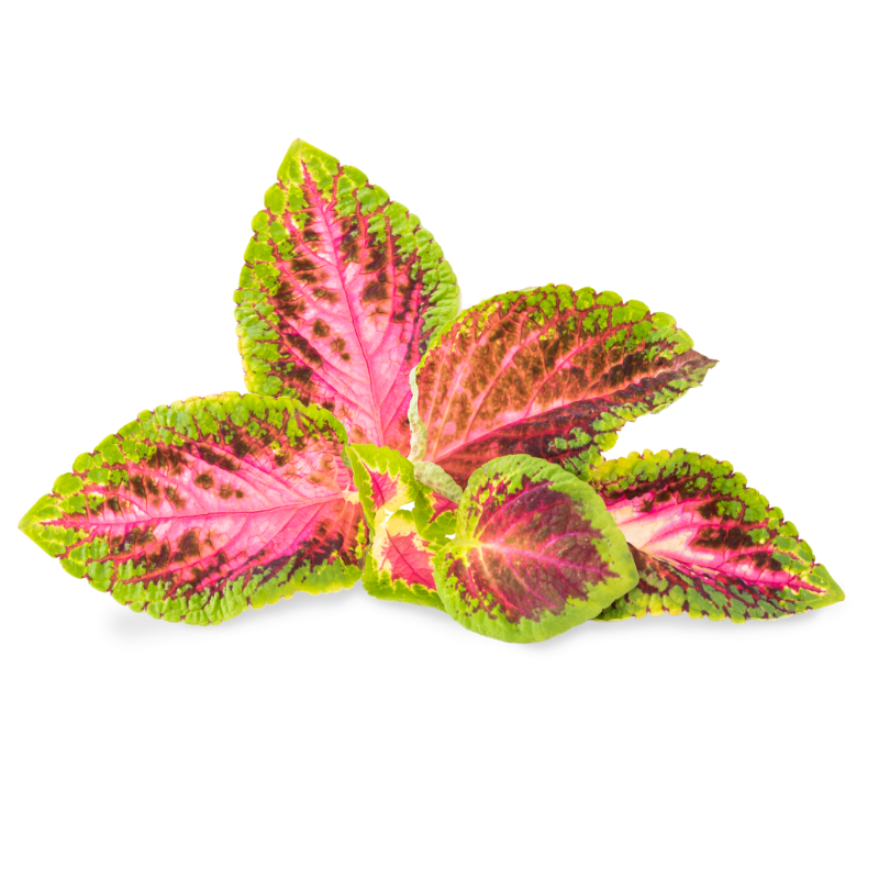 Feuilles de Coleus rose