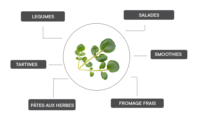 La pensée multicolore se prête bien aux salades, dans des cocktails, en infusion, sur des tartines, pour des gâteaux ou avec des fruits.