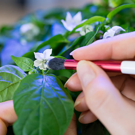 Hand-pollinating the flowers in your indoor garden 