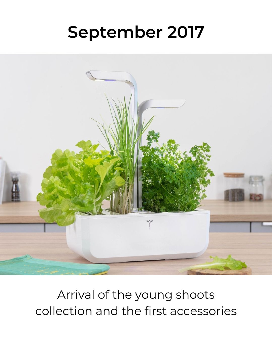 Arrival of the young shoots collection