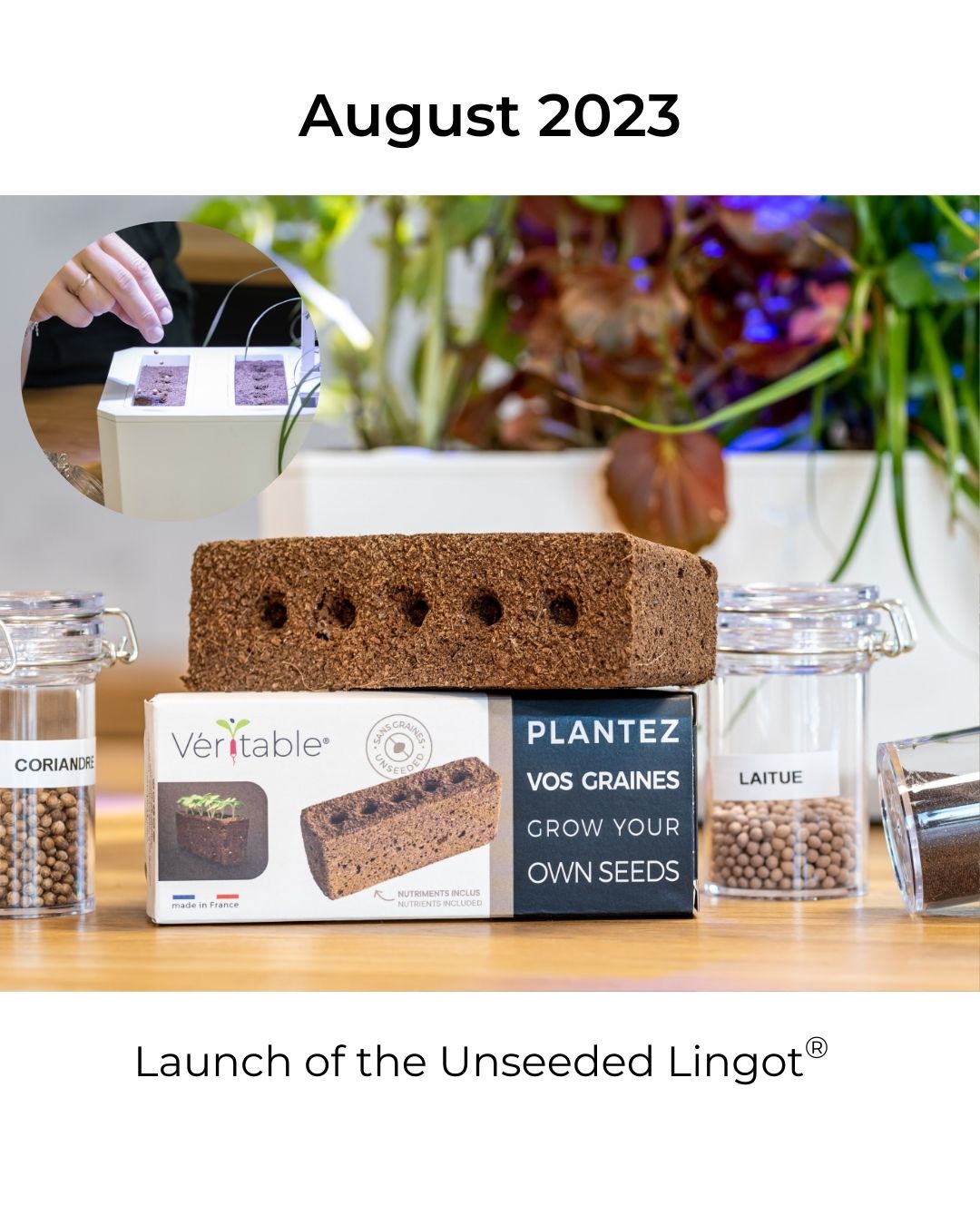 Unseeded Lingot® 