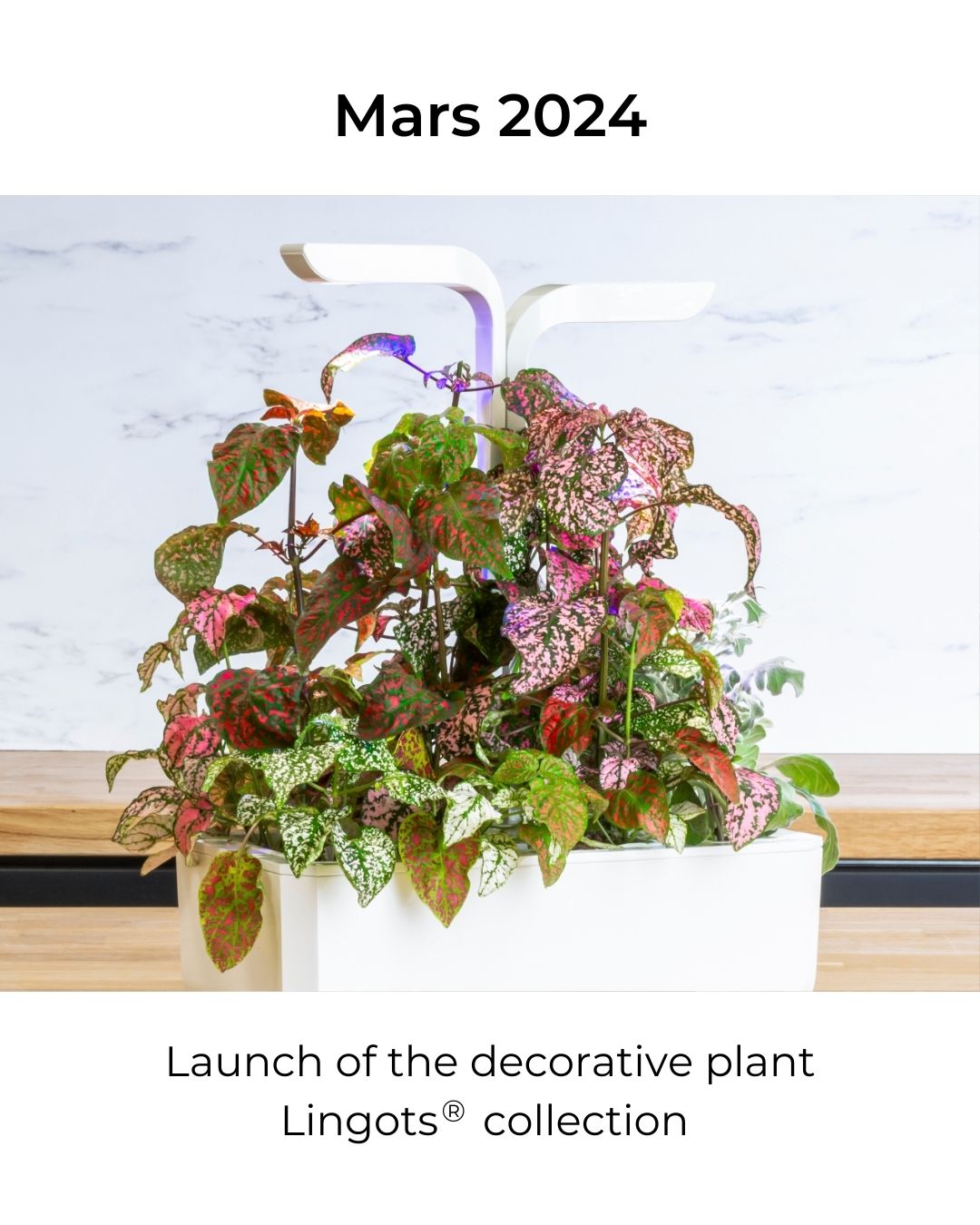 Decorative plants