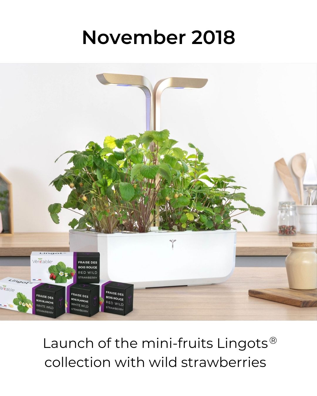 Launch of the Mini-fruits collection