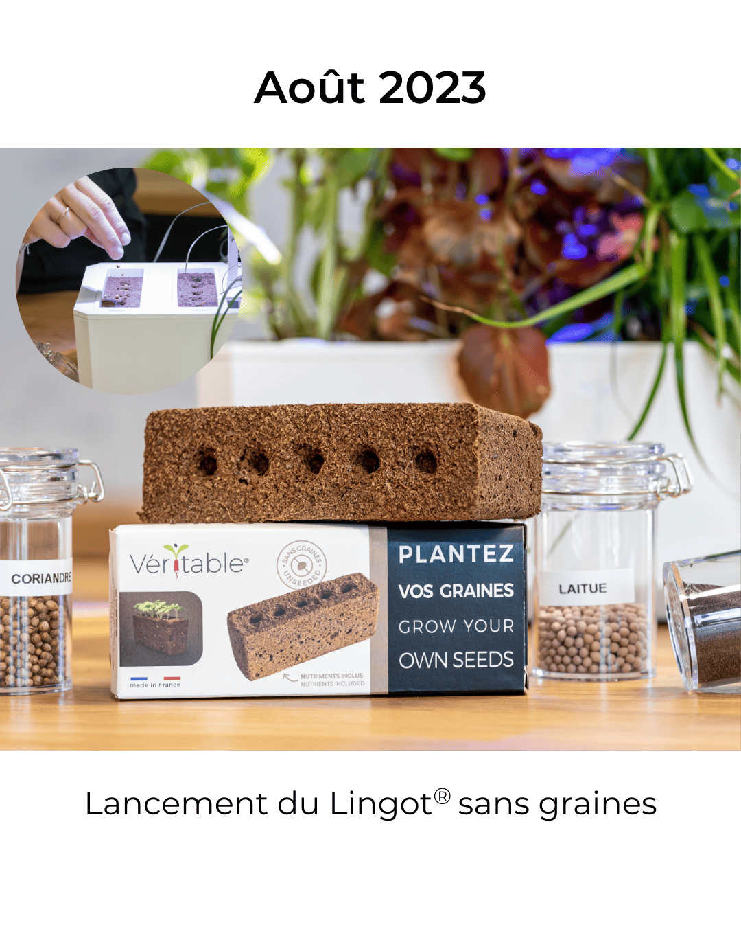 Lingot sans graines