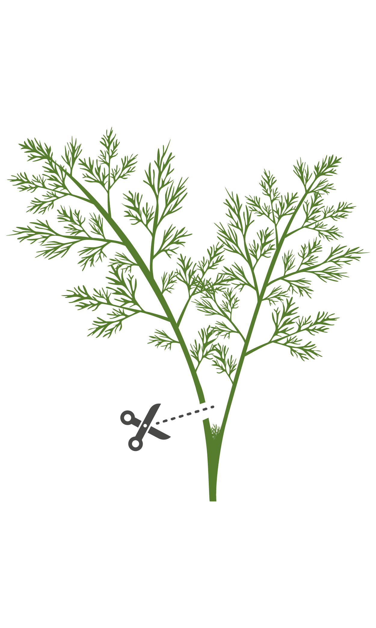 Lingot pour potager Véritable Aneth Bio - Plantes graines et bulbes - Achat  & prix