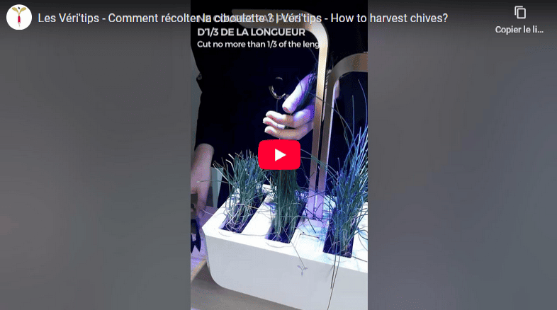 Comment récolter la ciboulette ? Démonstration en vidéo