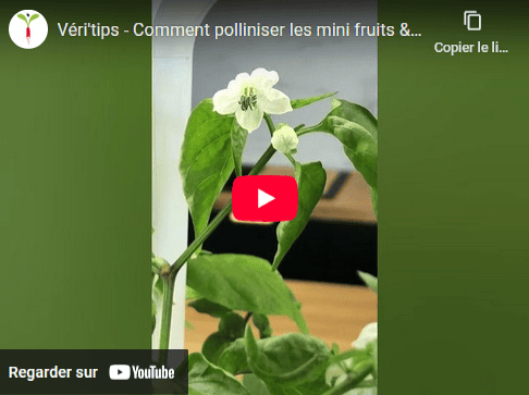 Il est nécessaire de polliniser vos fleurs pour obtenir les fruits