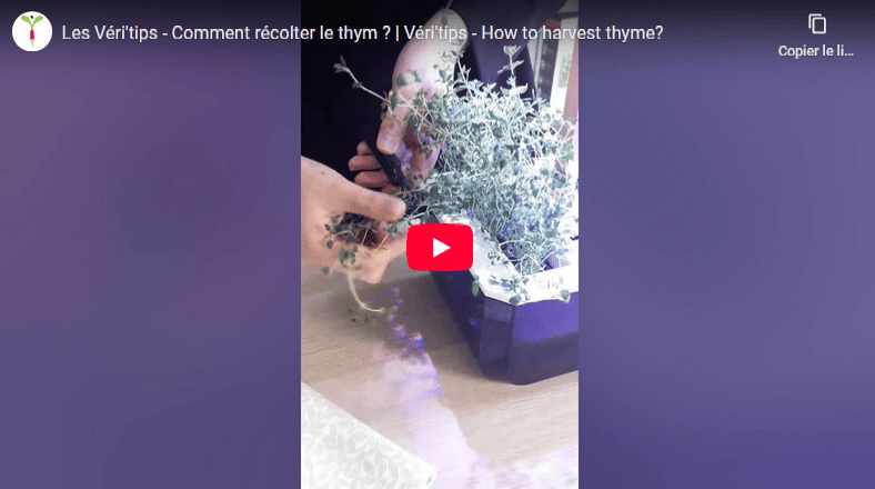 Comment récolter le thym ? Démonstration en vidéo